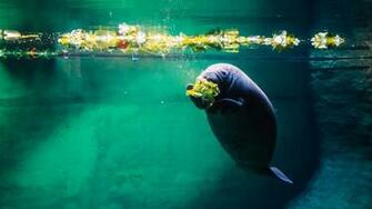Manatee Wallpaper High Quality HD 1080p