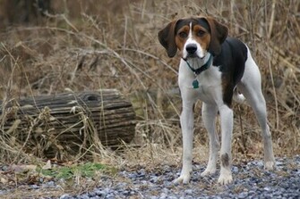 File Name American Foxhound Wallpaper