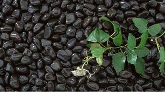 Wet Little Black Stone Closeup Wallpaper