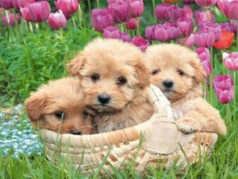 Puppy Screensaver For Your Computer