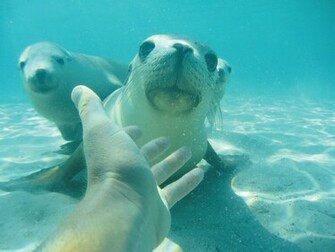 Playing With Sea Lion Swimming Wallpaper