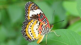 Butterflies Amazing Full Screen HD Wallpaper Wallapers For