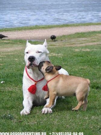 Pitbull Vs Dogo Bully Kutta Picarena Image Match