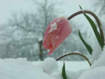 Winter Flower Wallpaper Grasscloth