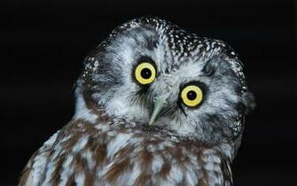 Owl Computer Wallpaper Desktop Background Id