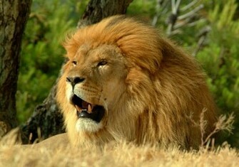 Outstanding Mac Os X Lion Wallpaper Collection Creativefan