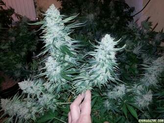 Go Back Image For Purple Kush Wallpaper