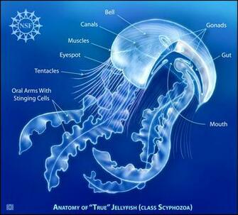 Box Jellyfish Image Redorbit