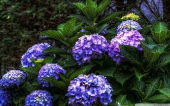 Wallpaper Background Def Nice Purple Hydrangea Flowers