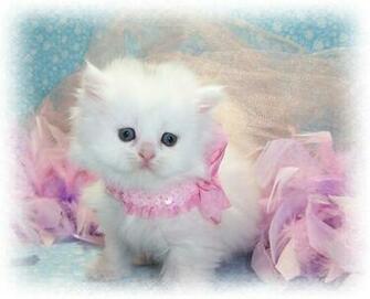 Most Interseting Cutest Cat Wallpaper