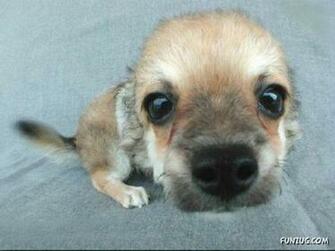 Very Cute Puppies For You Wallpaper Pictures Image Hi Friends