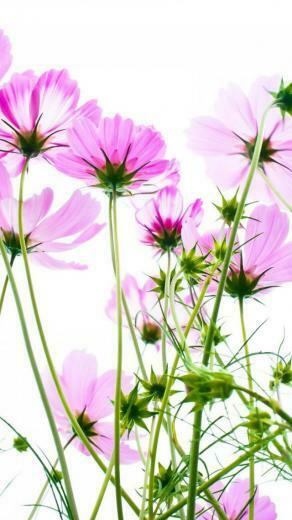 Pink Cosmos iPhone 5s Wallpaper iPad