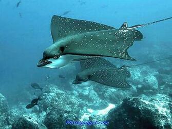 Sea Animals Pictures For