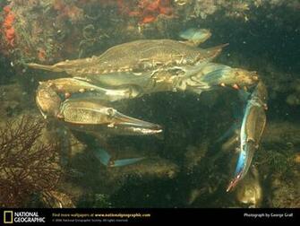 Blue Crab Painting Underwater
