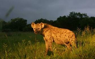 Hyena Live Image HD Wallpaper B Scb