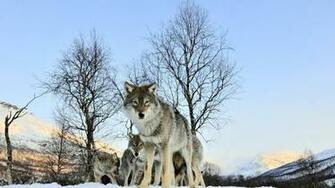 Pack Of Wolves Winter Morning Wolf Wallpaper Background 4k Ultra HD