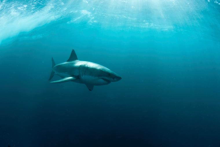 Great White Shark Computer Wallpaper Desktop Background