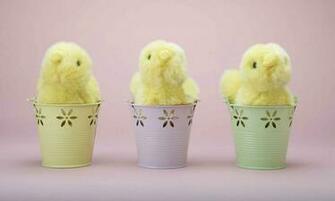 Cute Easter Chicks Wallpaper Cool Christian