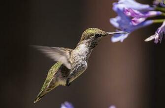 Pure High Definition HD You Can Cool Desktop Image For
