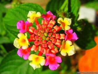 Wallpaper Beautiful Exotic Flowers