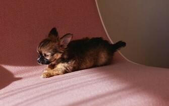 Chihuahua On A Red Surface Image For iPhone Blackberry iPad