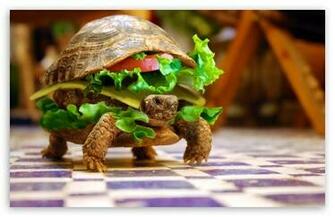 Turtle Burger Wallpaper Top HD Desktop Background