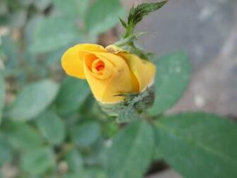 HD Yellow Bud Flowers S Wallpaper