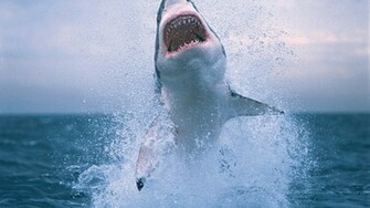 Animal Pictures Sharks Wallpaper HD Photos Shark Jpg
