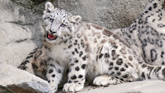 Snow Leopard X HDtv 1080p Wallpaper