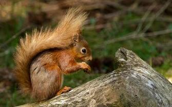 HD Wallpaper Beautiful Baby Squirrel