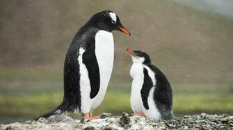 Get Penguin Papas Microsoft Store