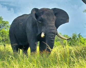 Elephant Wallpaper Splendid HD