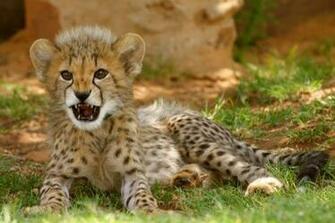 Cheetah Facts Baby Running Pictures