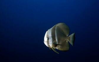 Deep Sea Animal Wallpaper Series Y Taste