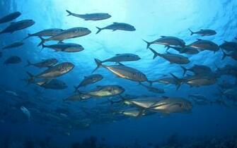 Cool Image Fish Sea Underwater Background Nature