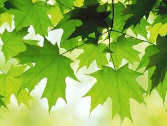 From Below This Beautiful Green Leaf High Definition Wallpaper Enjo