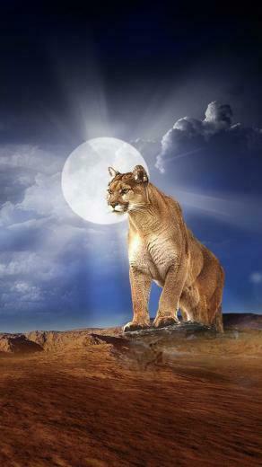 Lion Photo iPhone Wallpaper
