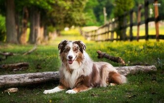 Australian Shepherd Dog Art Portraits Photographs Information And