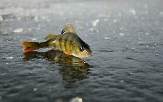 Ice Fishing Winter Animal Photo Desktop Wallpaper