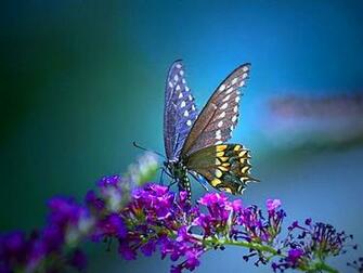 Butterfly Desktop Wallpaper Background