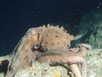 Octopus Polpo Album Poulpe Wallpaper