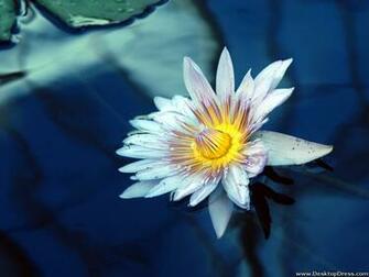 Desktop Wallpaper Flowers Background Beautiful Water Lily