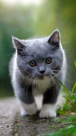 Cute Grey Kitten Animals iPhone Wallpaper Mobile9