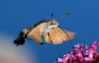 Wallpaper Flower Nature Background Hummingbird Hawk Moth Image