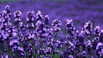 Lavender HD Wallpaper High Definition Quality Widescreen