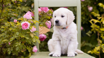Pink Puppies Wallpaper