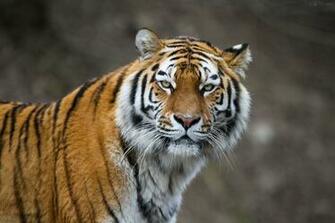 Siberian Tiger Wallpaper Image