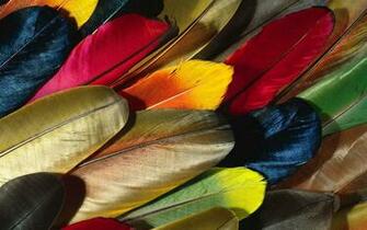 Wallpaper Feathers