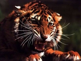 Tough Tiger Wallpaper