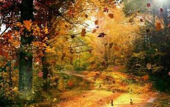 Beautiful Autumn Season Fallen Leaves HD Wallpaper Widescreen